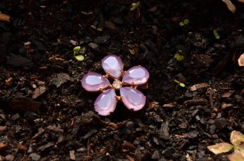 Fleur de lavande