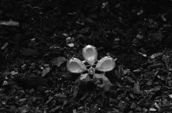 Fleur de lavande - Imagen 2